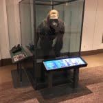 Museum wide stretched displays
