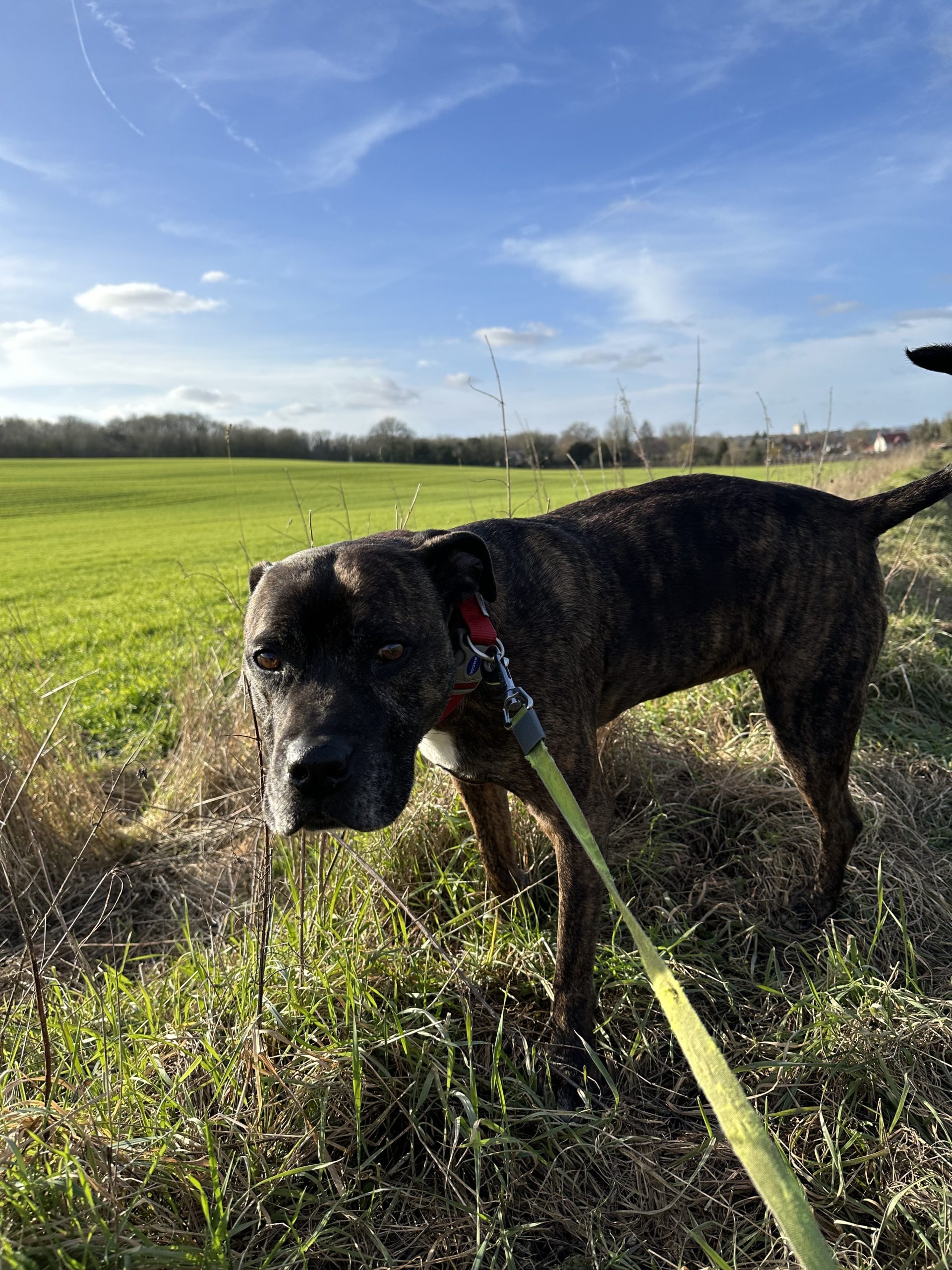 Diesel at Darland Banks