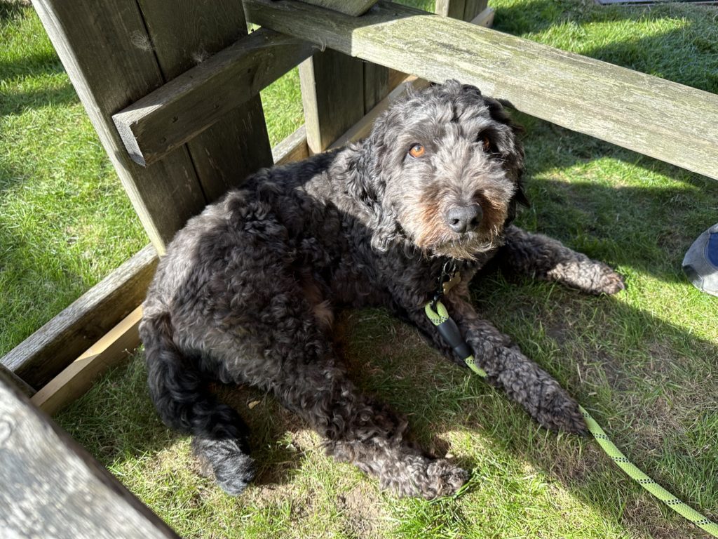 Rambo at Queendown Warren Nature Reserve